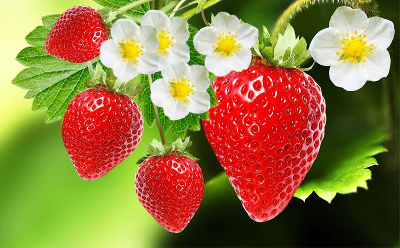Melissa Strawberry Plants