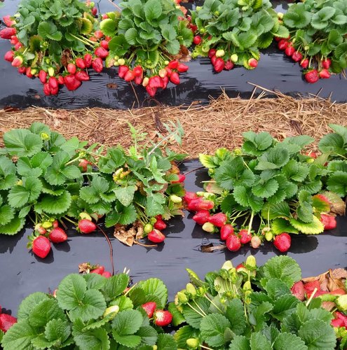 Mother Strawberry Plants