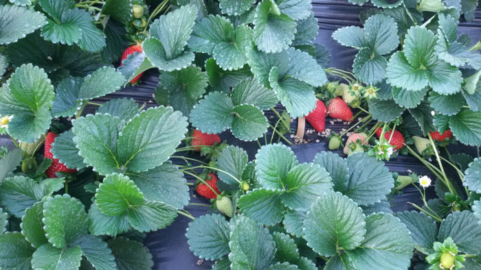 Red Gold Strawberry Plants