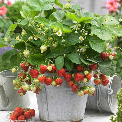 SA Strawberry Plants