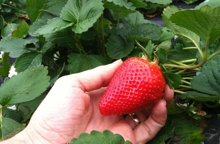 Sweet Sensation Strawberry Plants