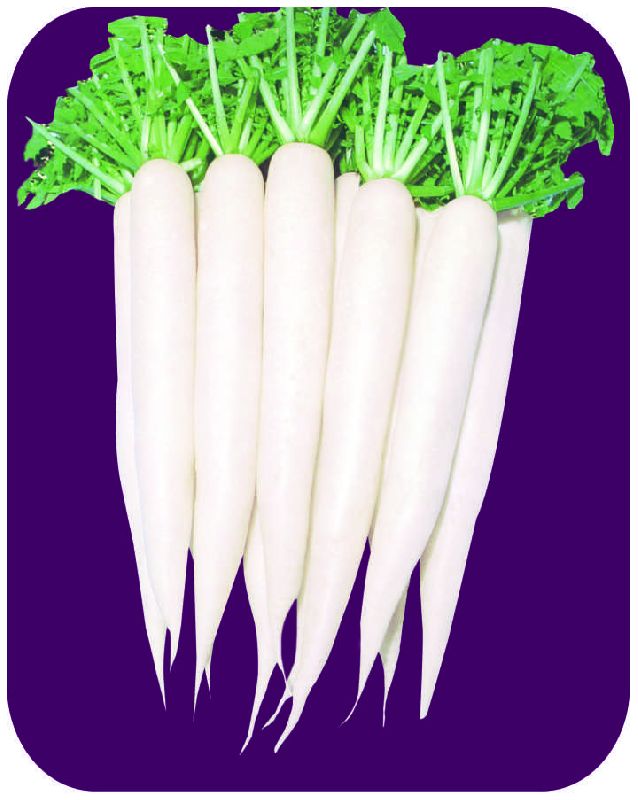 Imported Hong Kong Radish Seeds Manufacturer Supplier in Saharanpur India