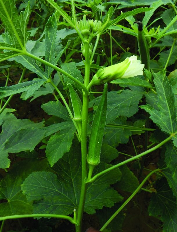 Res Lucky 666 Okra Seeds Manufacturer Exporter Supplier in Saharanpur
