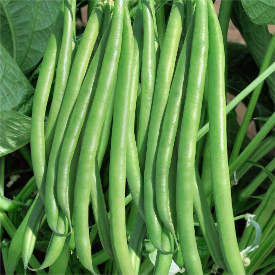 Research Menka Cluster Beans Seeds Manufacturer Supplier in Saharanpur ...