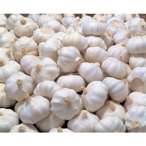 Fresh Garlic
