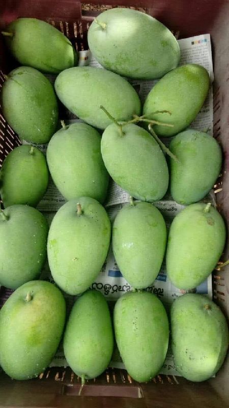 Thai Fresh Mango Exporter Manufacturer and Supplier