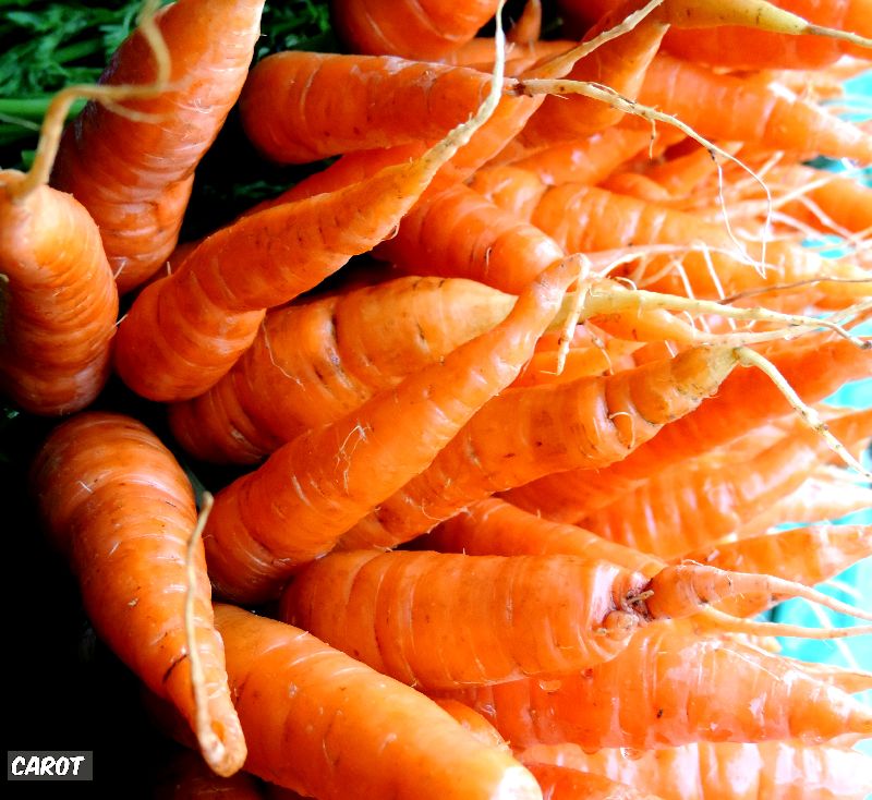 Fresh Carrot