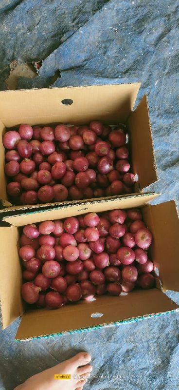 Fresh Red Onion