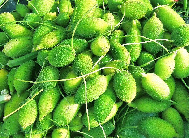 Fresh Teasel Gourd