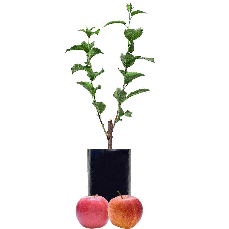 Apple Plant
