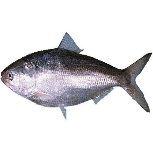 Fresh Hilsa Fish