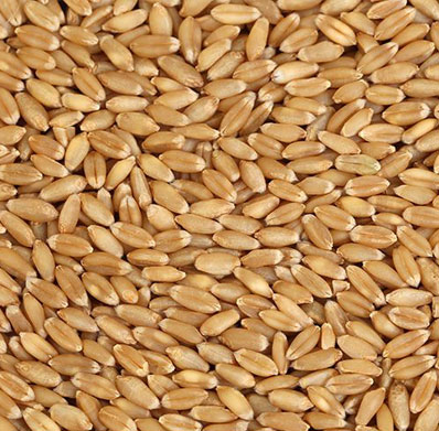 A Grade Wheat