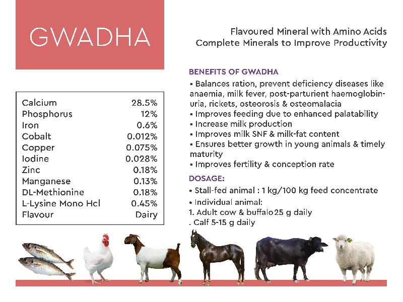 Gwadha Cattle Feeds Supplements