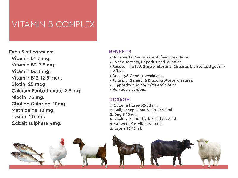 Vitamin B Complex Cattle Feeds Supplements