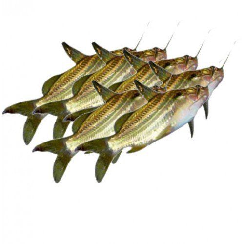 Gulsha Tangra Fish Seed