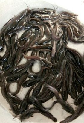 Hybrid Magur Fish Seed