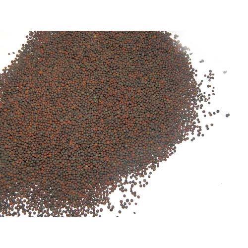 Rai Seeds
