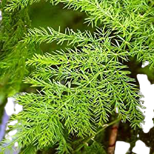 Shatavari Plant