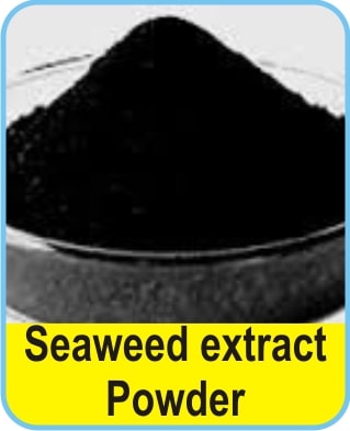 Seaweed Extract Powder