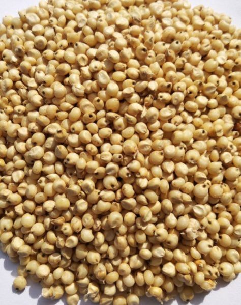 Bajra Seeds
