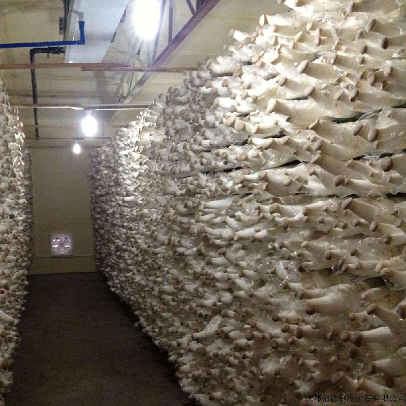 Mushroom Cold Storage Room