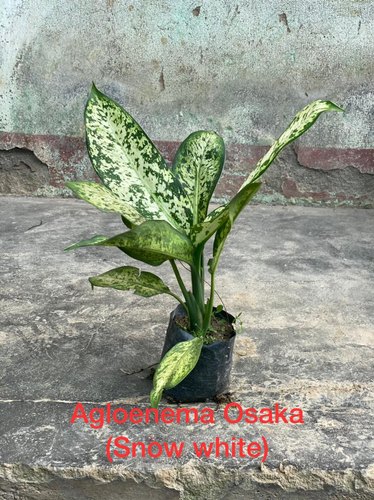 Agloenema Plant