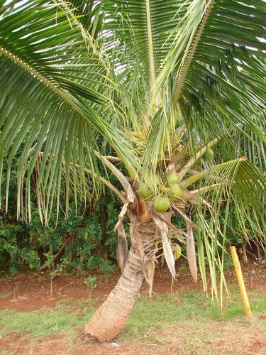 Green Dwarf Coconut Plant