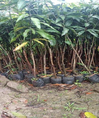 Himsagar Mango Plant