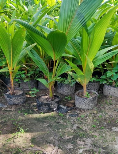 Kanchanpuri Coconut Plant