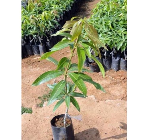 Kesar Thai Mango Plant