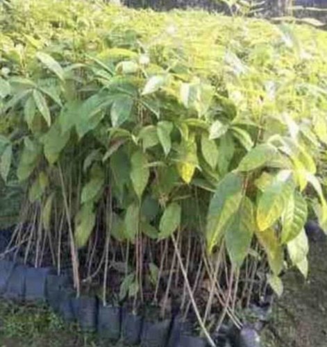 Mahogany Plant