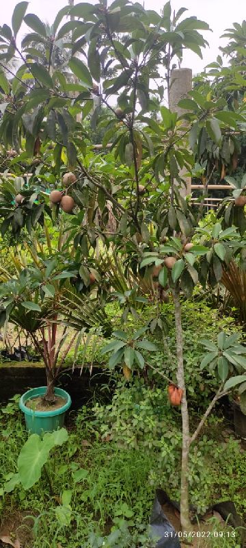 chikoo plants