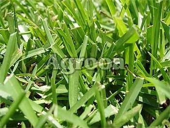 Hay Grass