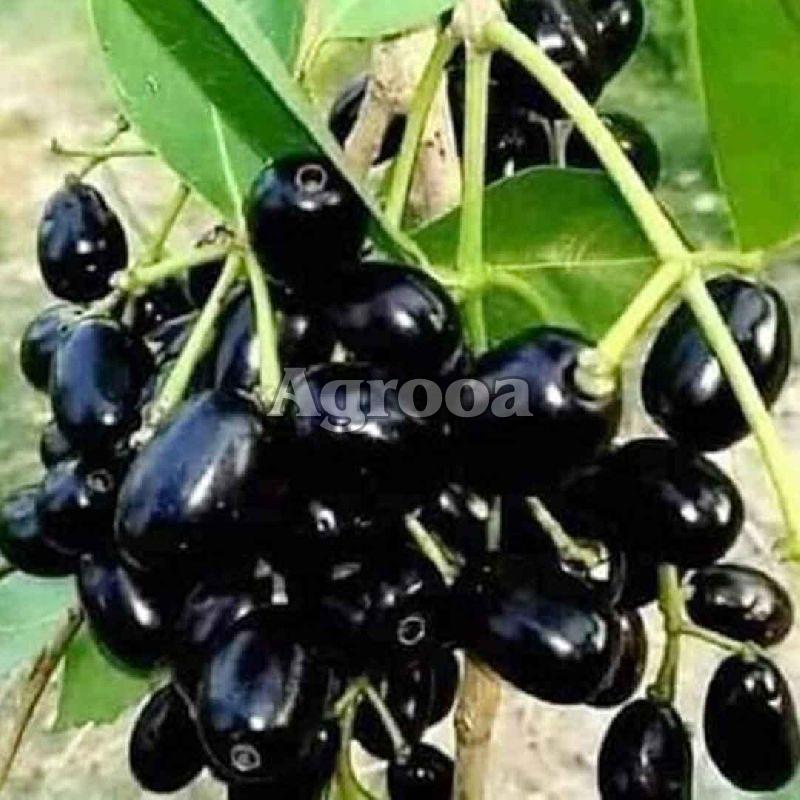 Jamun Plants