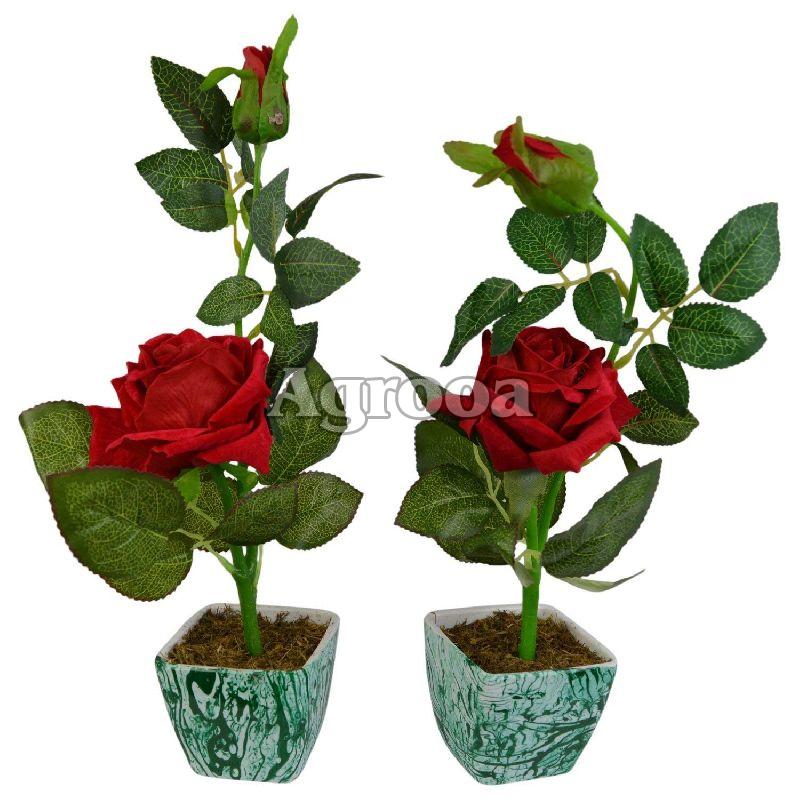 Rose Flower Plants