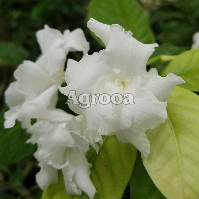 Tabernaemontana Flower Plants