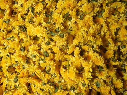 Fresh Chrysanthemum Flower