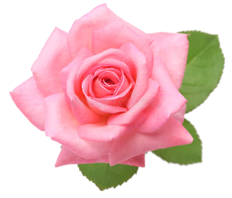 Fresh Pink Rose Flower