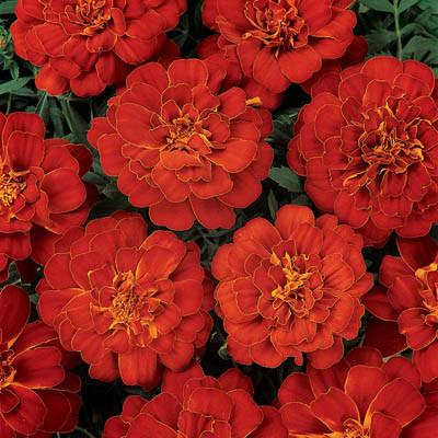 Fresh Red Marigold Flower