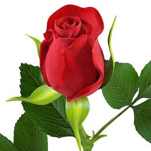 Fresh Red Rose Flower