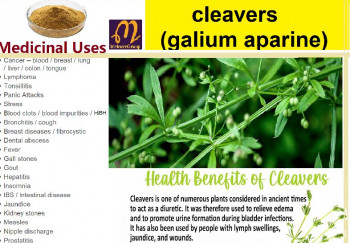 Cleavers(galium Aparine)