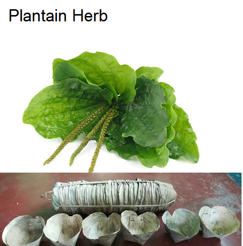 Plantain  Herb