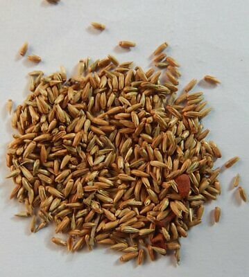 Chirchita Seeds