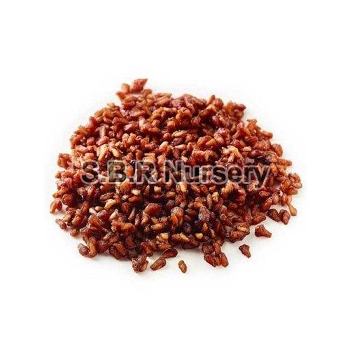 Anar Seeds