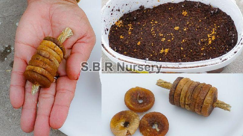 Anjeer Seeds