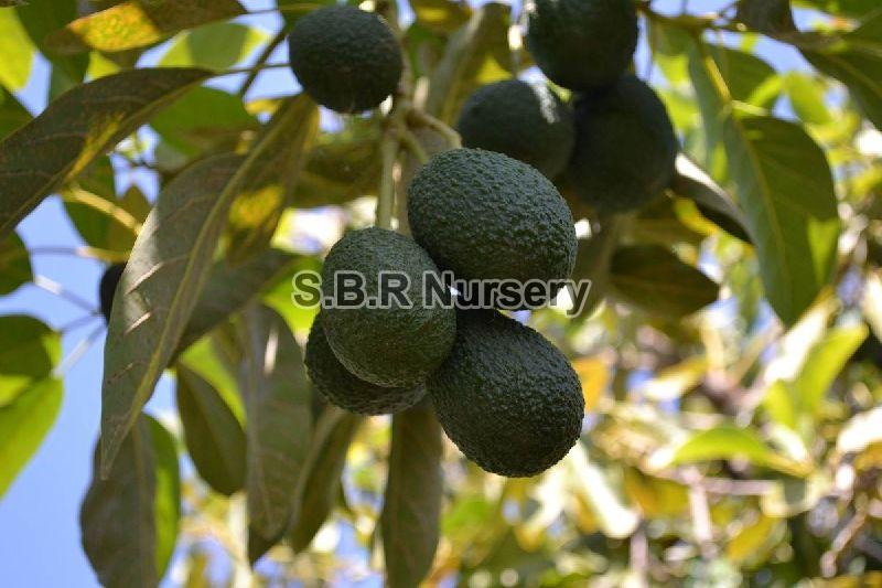 Butter Fruit Seeds