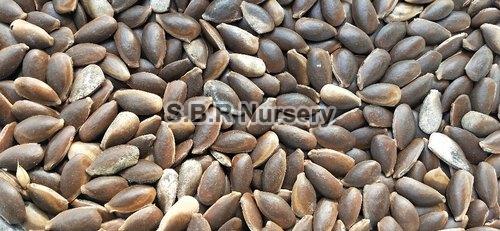 Chikoo Seeds