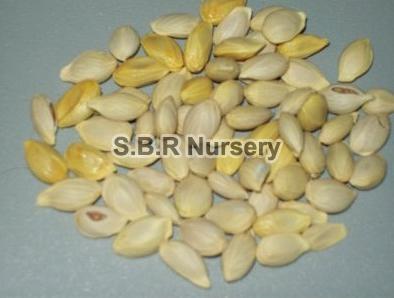 Mosambi Seeds