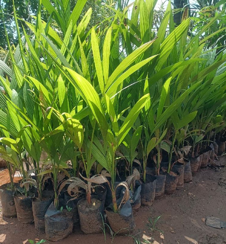 Hydrid Arecanut Plant