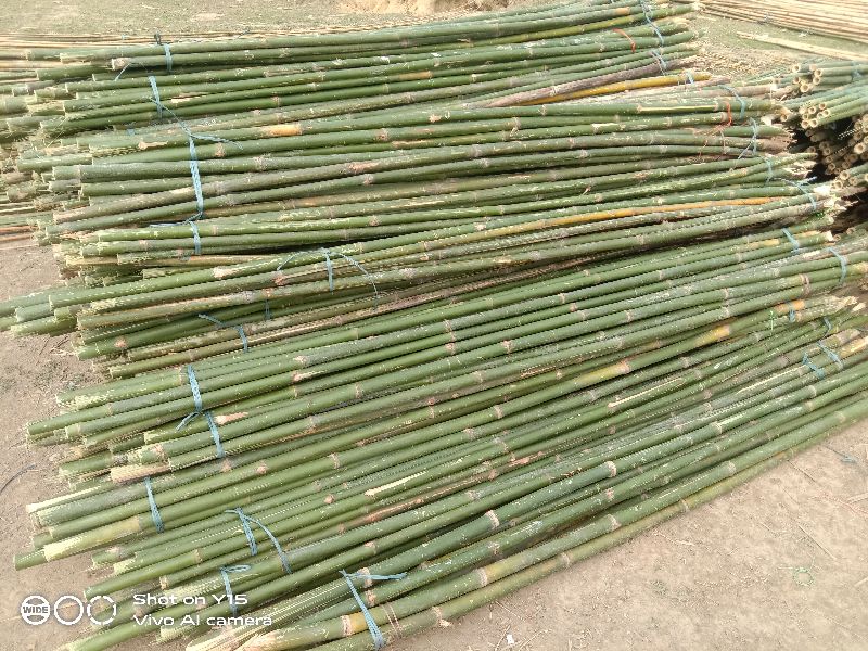 12 Feet Bijli Bamboo